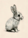 Baby Bunny 1-P-7