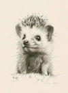 Baby Hedgehog 1-P-3